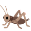 image for :cricket: